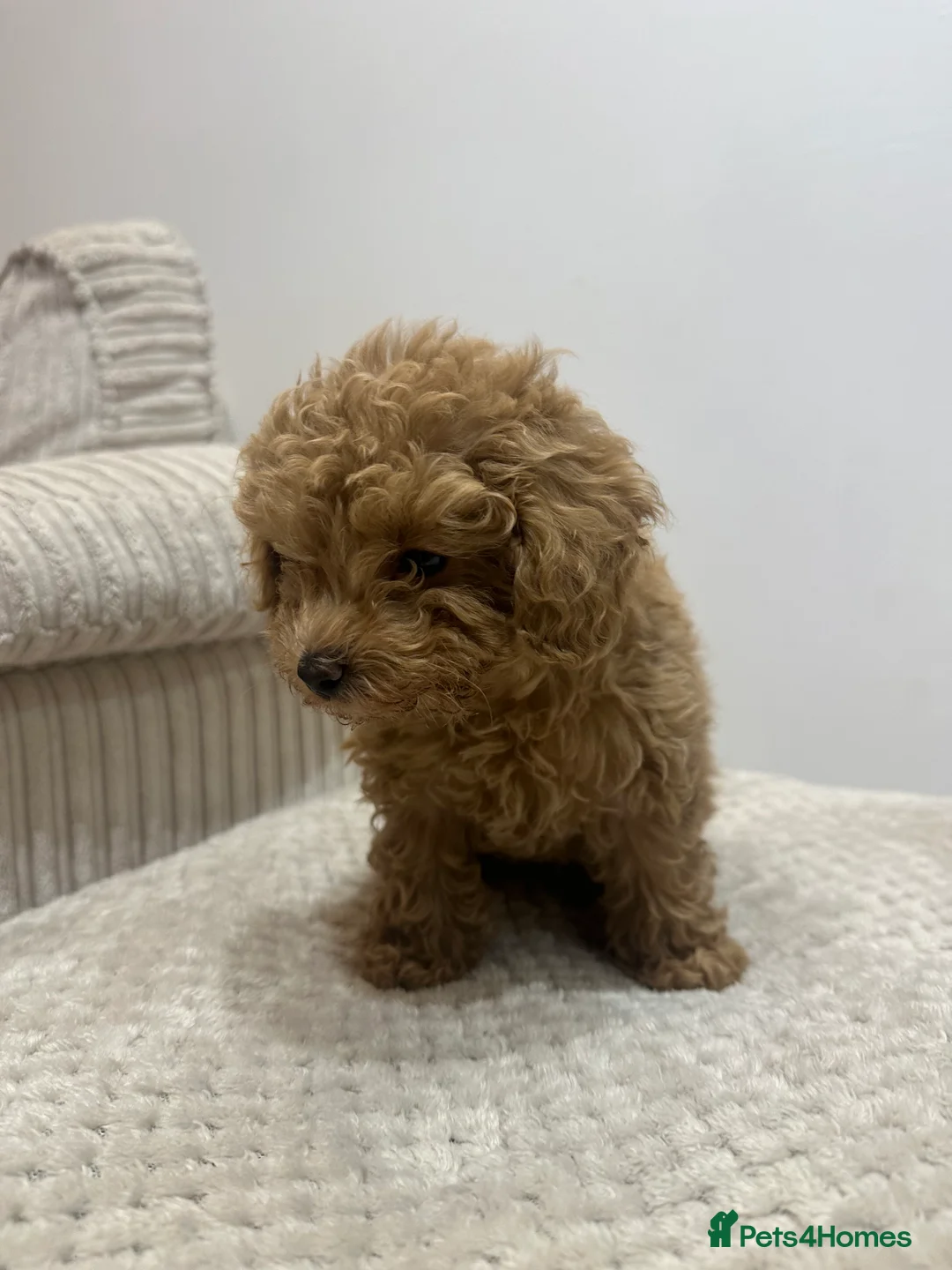 Toy Poodle dogs for sale: Beautiful toy poodle female puppy  - Advert 2