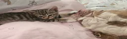 Mixed Breed cats for sale: Mix breed kittens mum is bengal cross - Advert 40