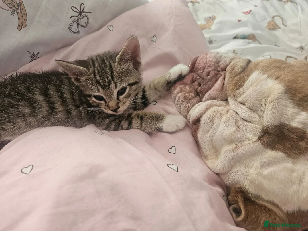 Mixed Breed cats for sale: Mix breed kittens mum is bengal cross - Advert 40