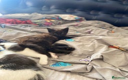 Maine Coon cats for sale: Beautiful Maine coon cross kittens  - Image 10