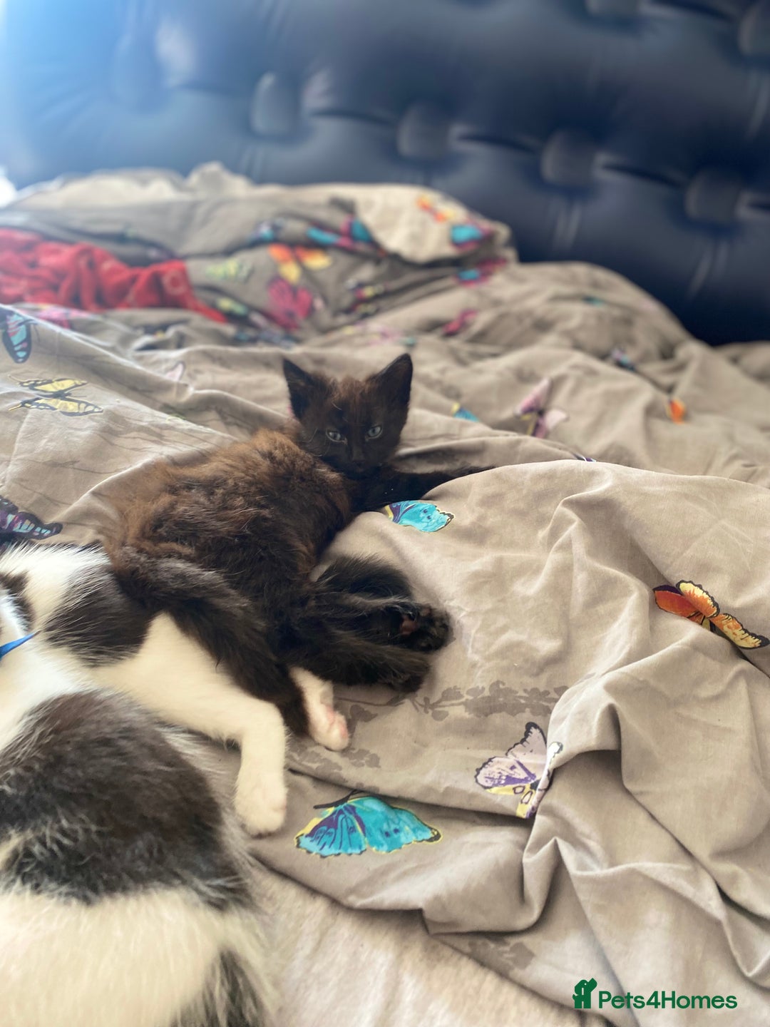 Maine Coon cats for sale: Beautiful Maine coon cross kittens  - Image 10