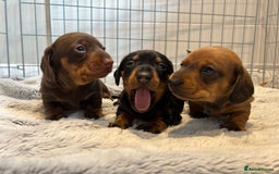 Miniature Dachshund dogs for sale: True miniature dachshund  - Image 1