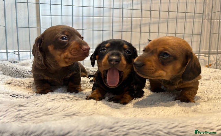 Miniature Dachshund dogs - Advert 1