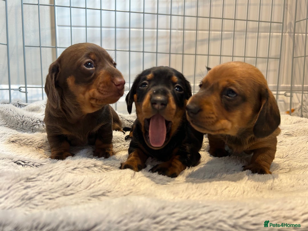 Miniature Dachshund dogs for sale: True miniature dachshund  - Image 1