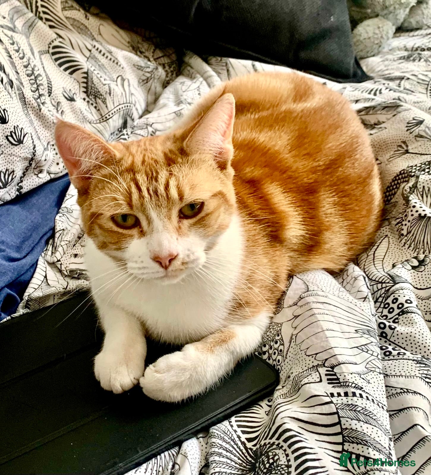 British Shorthair cats Spice - Advert 2