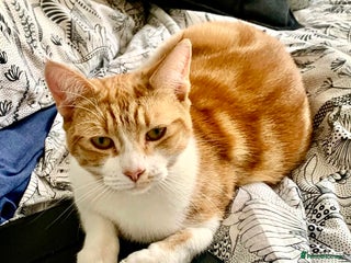 British Shorthair cats Spice - Advert 2