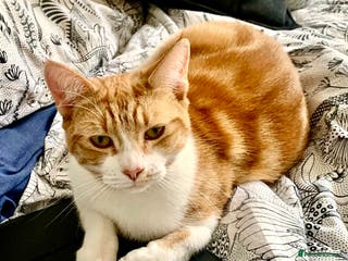 British Shorthair cats Spice - Advert 3