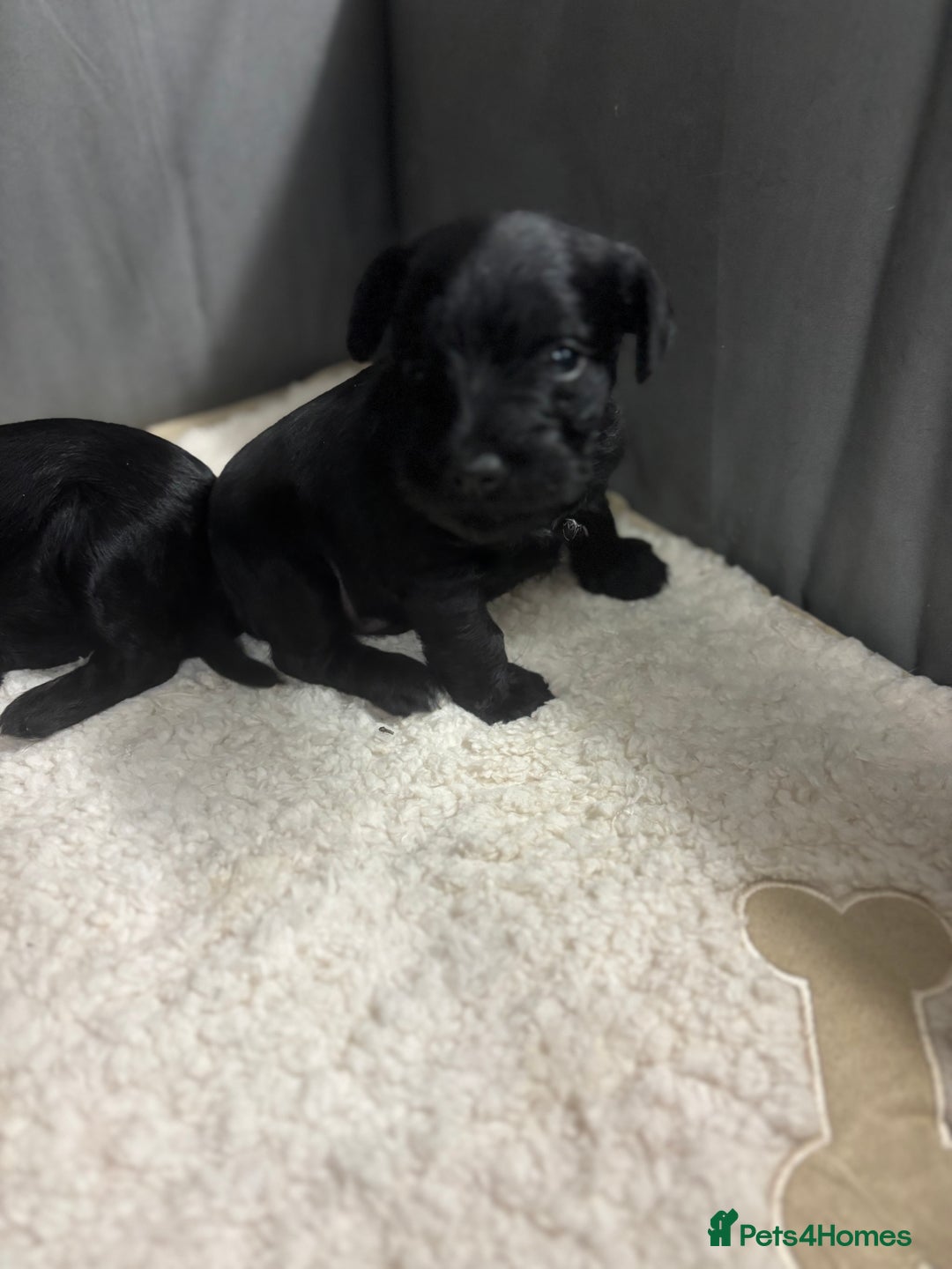 Miniature Schnauzer dogs for sale: Kc miniature schnauzer  - Advert 3