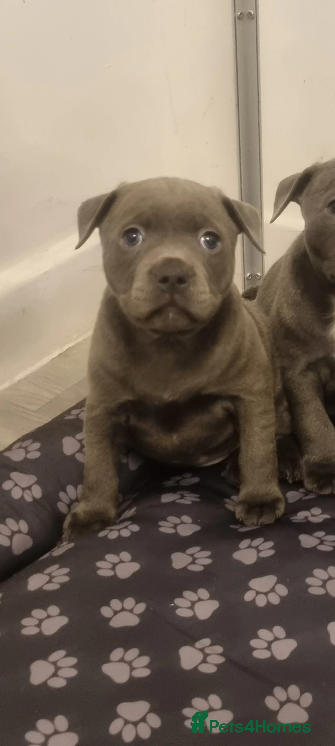 Staffordshire Bull Terrier dogs for sale: Bluebullz☆bullscaff☆5☆☆ready to go 18th 2 left  - Advert 8