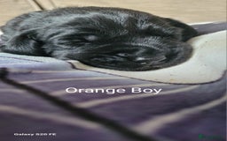 Labrador Retriever dogs for sale: 6 beautiful Labrador (all reserved)  - Advert 9