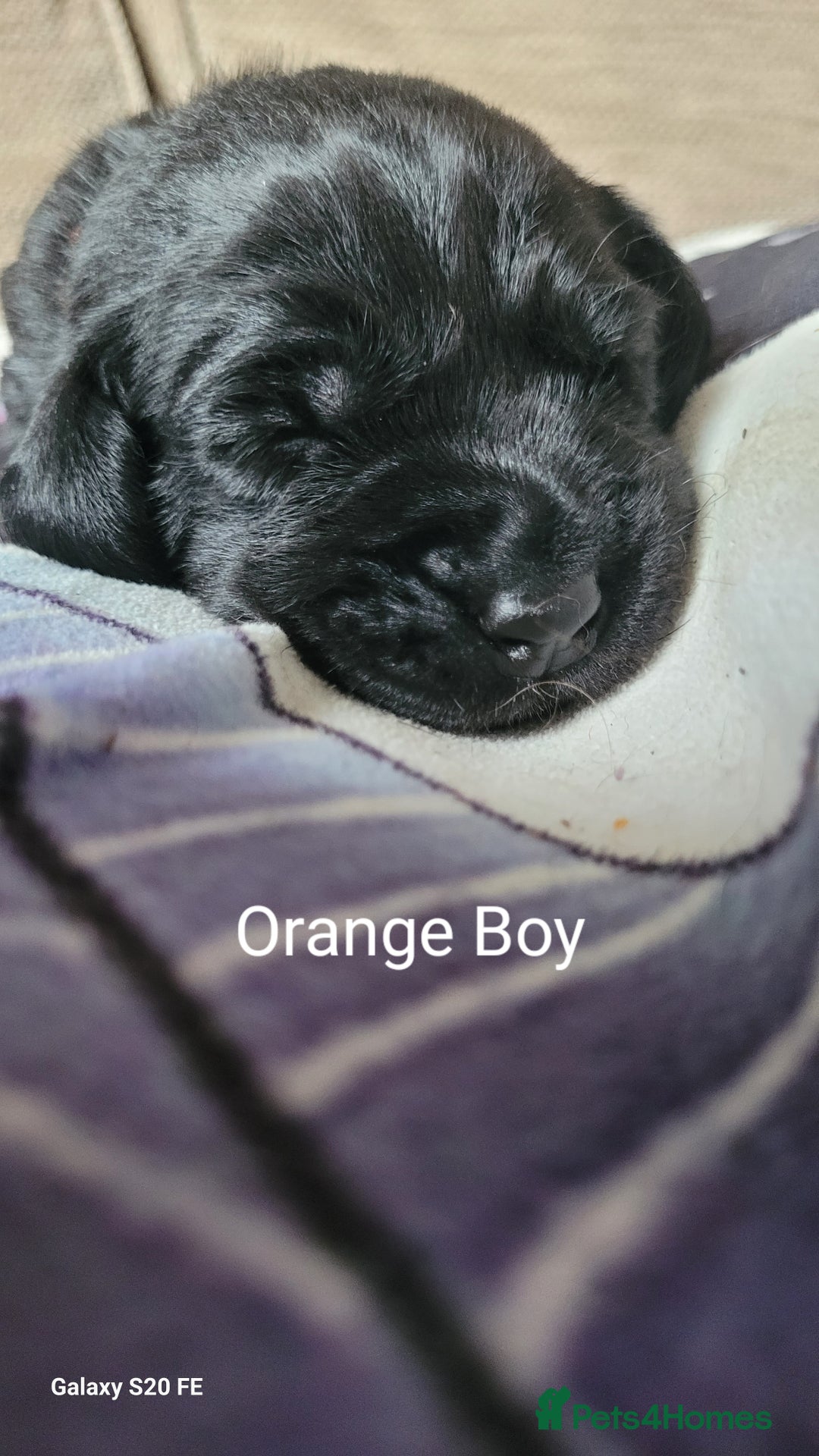 Labrador Retriever dogs for sale: 6 beautiful Labrador (all reserved)  - Advert 9