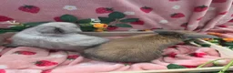 Mini Lop rabbits for sale: sooty fawn & Smoke Pearl Cashmere Does mini lop  - Advert 10