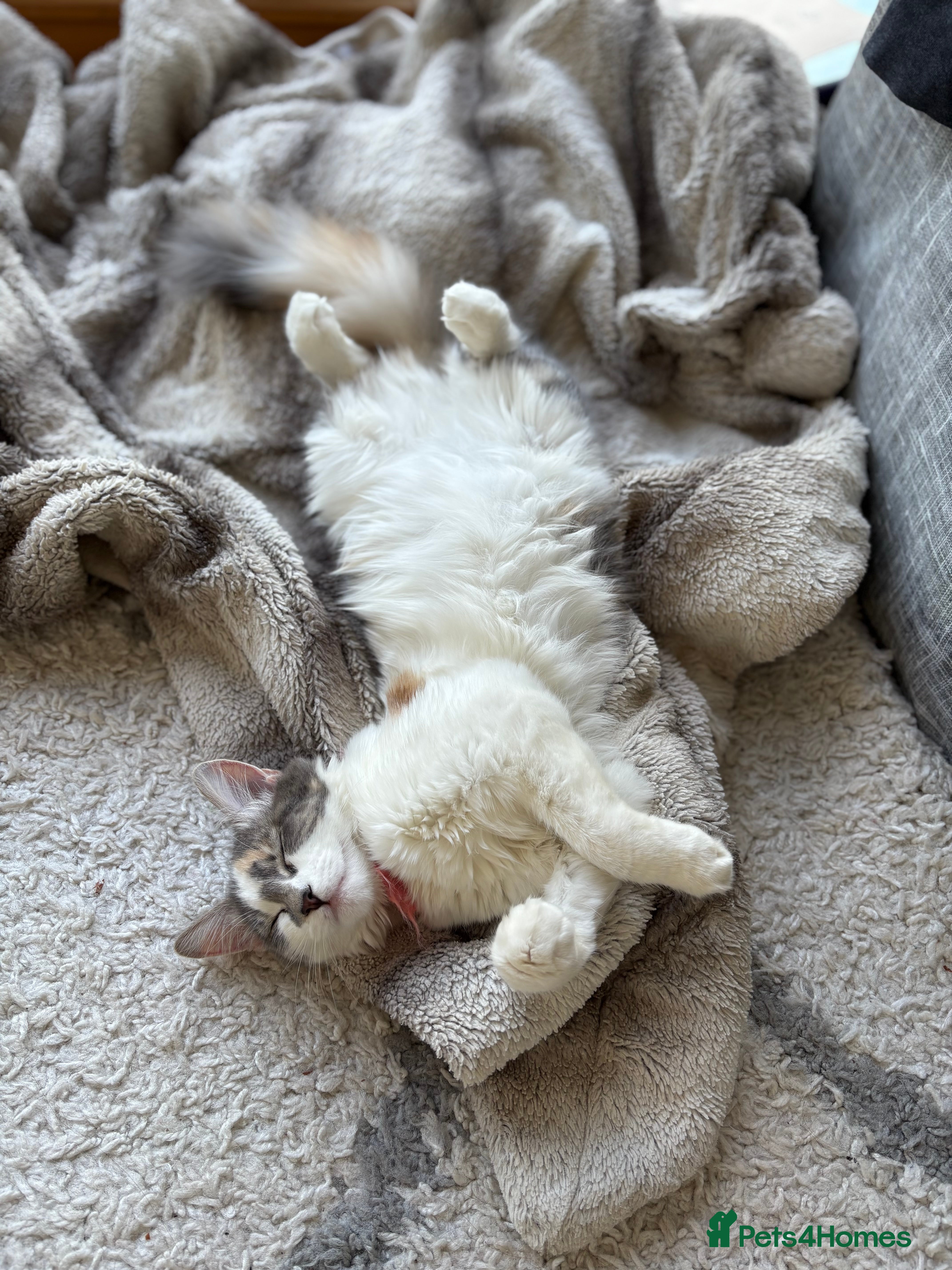 Mixed Breed cats 2 beautiful Kittens, 1 boy 1 girl - Advert 1