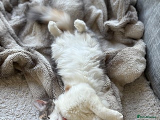 Mixed Breed cats 2 beautiful Kittens, 1 boy 1 girl - Advert 1