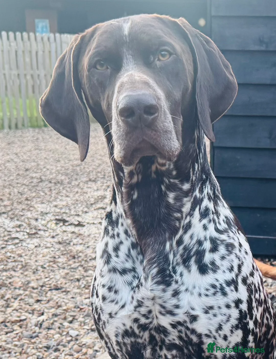 German Shorthaired Pointer dogs for stud: For Stud GSP Liver & White - Advert 1