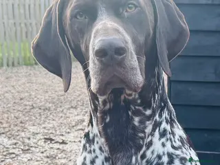 German Shorthaired Pointer dogs For Stud GSP Liver & White - Advert 3