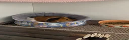 Guinea Pig rodents for sale: Female Guinea Pig For Rehoming  in Darwen - Advert 3