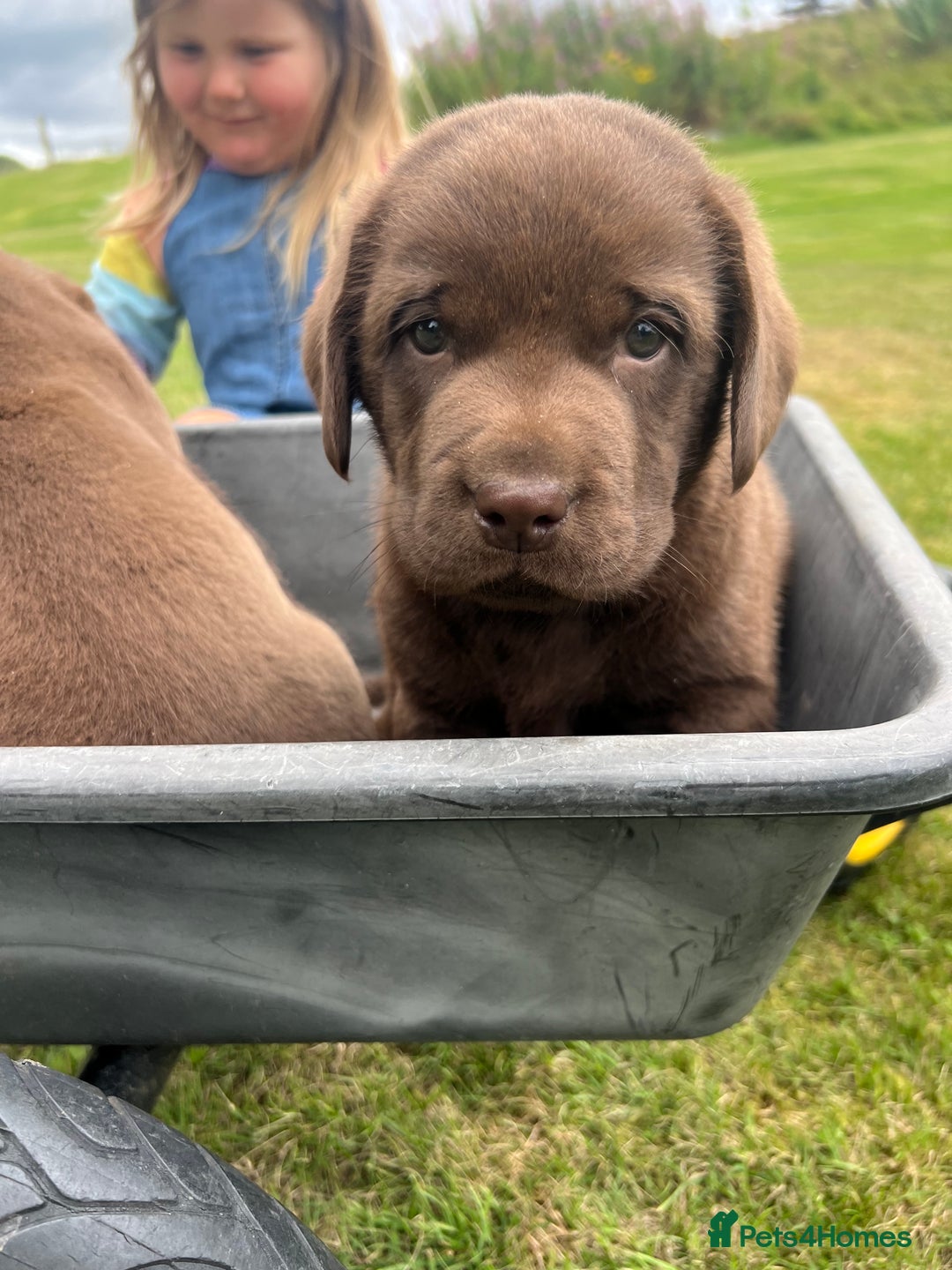 Labrador Retriever dogs for sale: Chunky Chocolate Labrador Puppies - Image 10