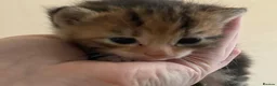 Mixed Breed cats for sale: Beautiful litter of kittens looking for new homes  in Bootle - Advert 3