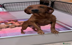 Labrador Retriever dogs for sale: Outstanding Fox Red Labrador Retriever Puppies  - Image 14