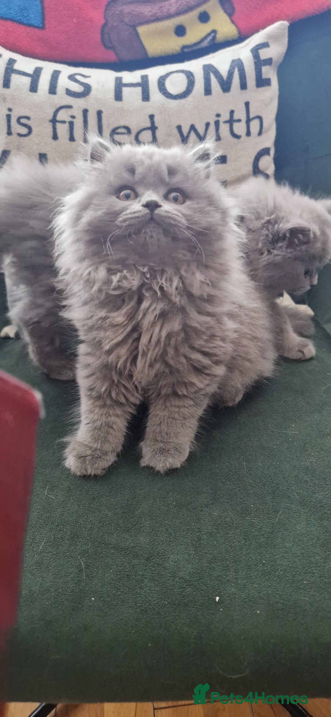 British Longhair cats for sale: british shorthair and shorthair males - Image 7