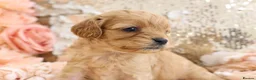Cavapoo dogs for sale: *HEALTH TESTED*Cavapoo Puppies 5*LICENSED BREEDER* - Advert 22