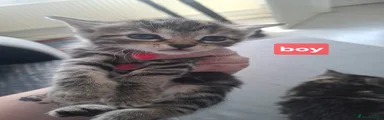 Domestic Shorthair Kitten 4