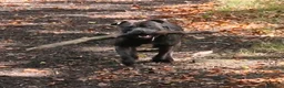Staffordshire Bull Terrier dogs for stud: Kenbloom Mcintosh  - Advert 9