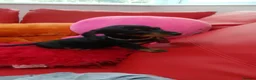 Dachshund dogs for sale:   Dachshund girl puppy looking for new family.🐶 - Advert 2