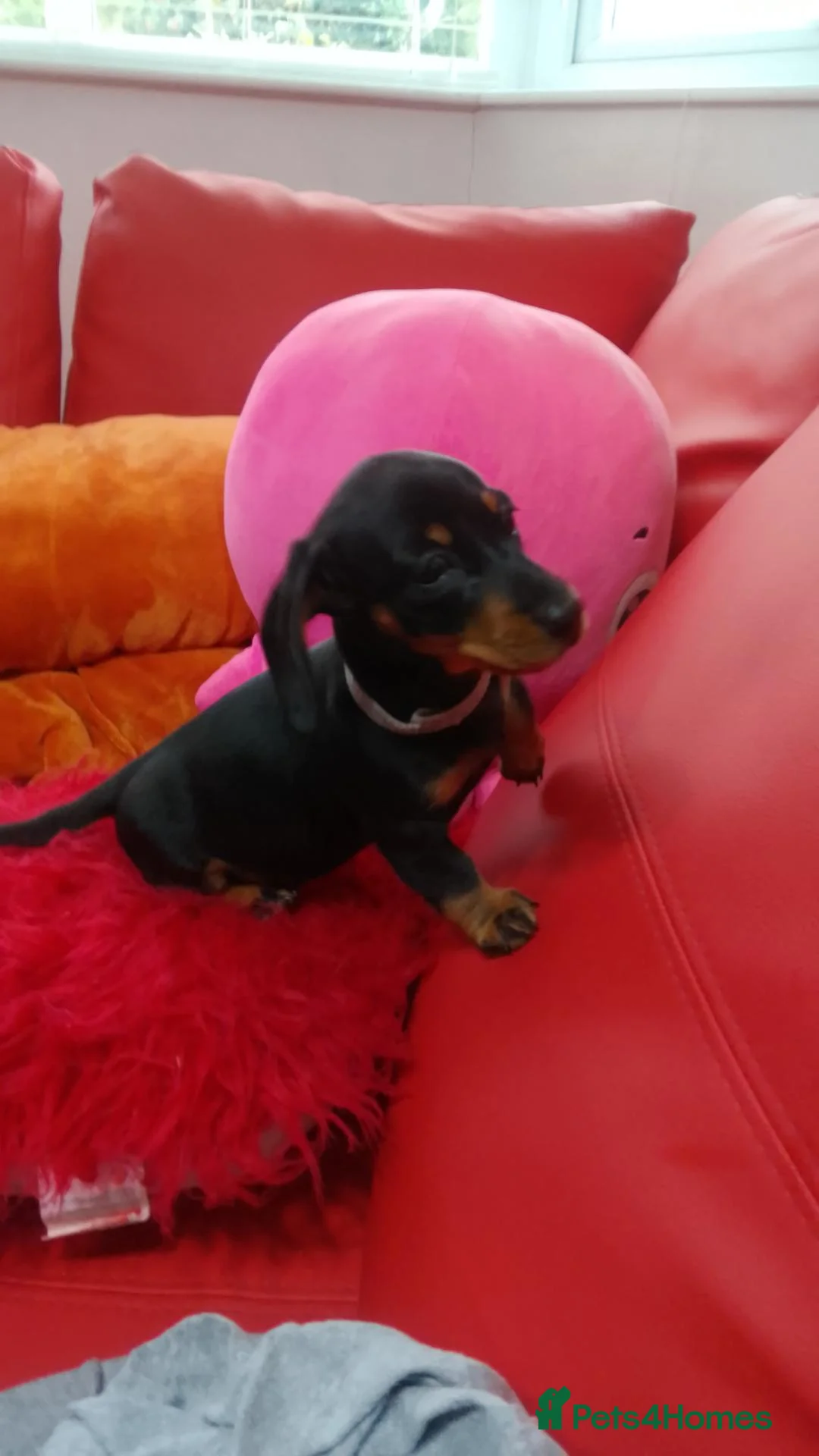 Dachshund dogs for sale:   Dachshund girl puppy looking for new family.🐶 - Advert 2