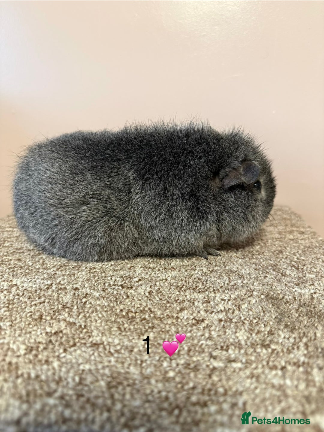 Guinea Pig rodents for sale: Rex & Teddy sows - Advert 1