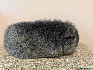 Guinea Pig rodents Rex & Teddy sows - Advert 2