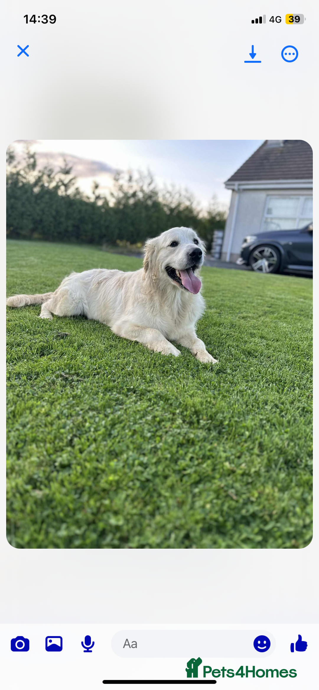 Golden Retriever dogs for sale: IKC REGISTERED golden retriever pups  - Advert 9