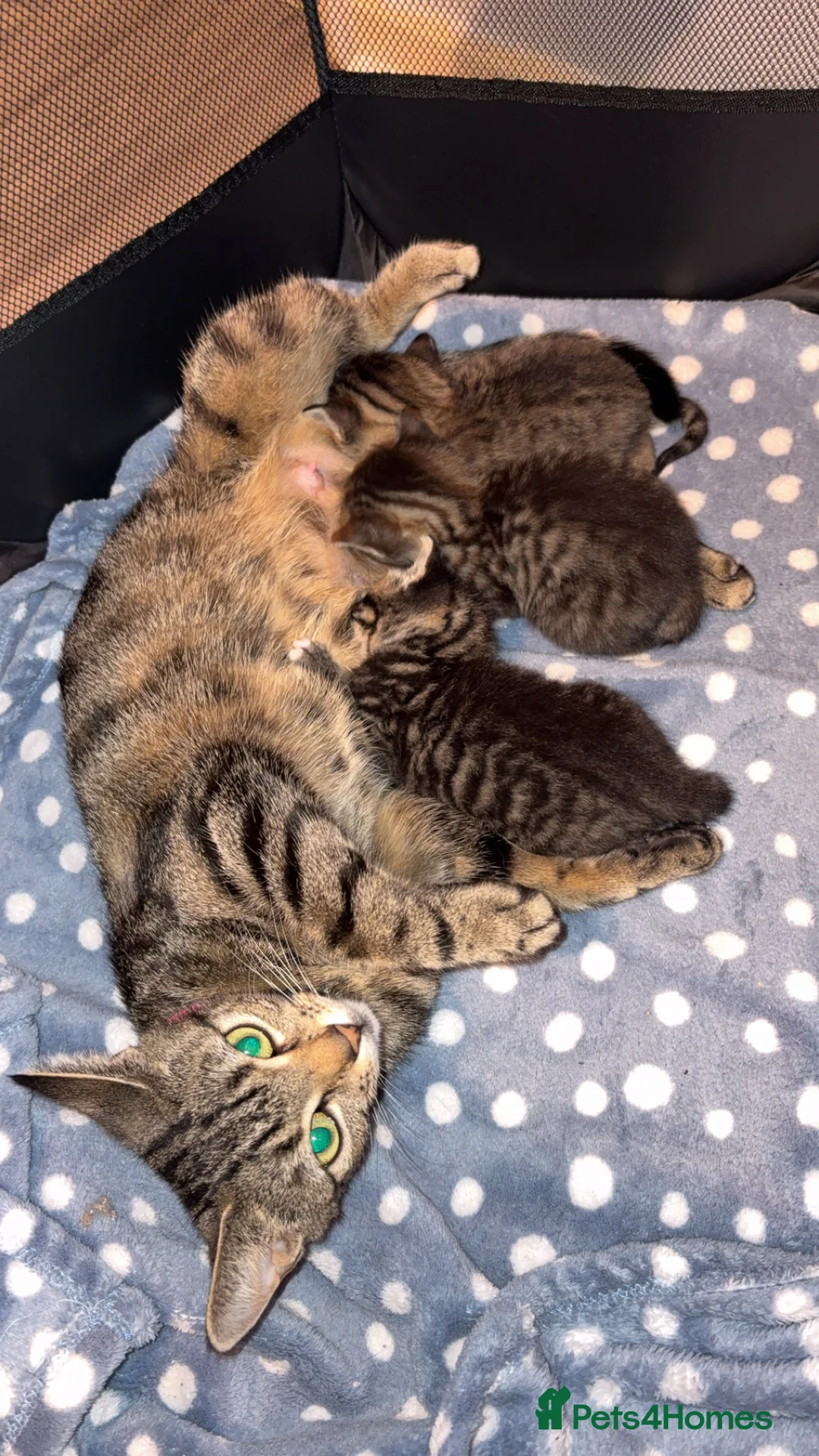 American Shorthair cats for sale: 3 Male Kittens looking for their forever home - Advert 8