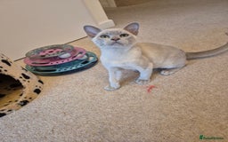 Burmese cats for sale: Beautiful Pedigree Burmese Kittens - Image 7