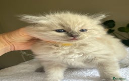 Ragdoll cats for sale: TICA registered pedigree Mink & blue point kittens - Image 27