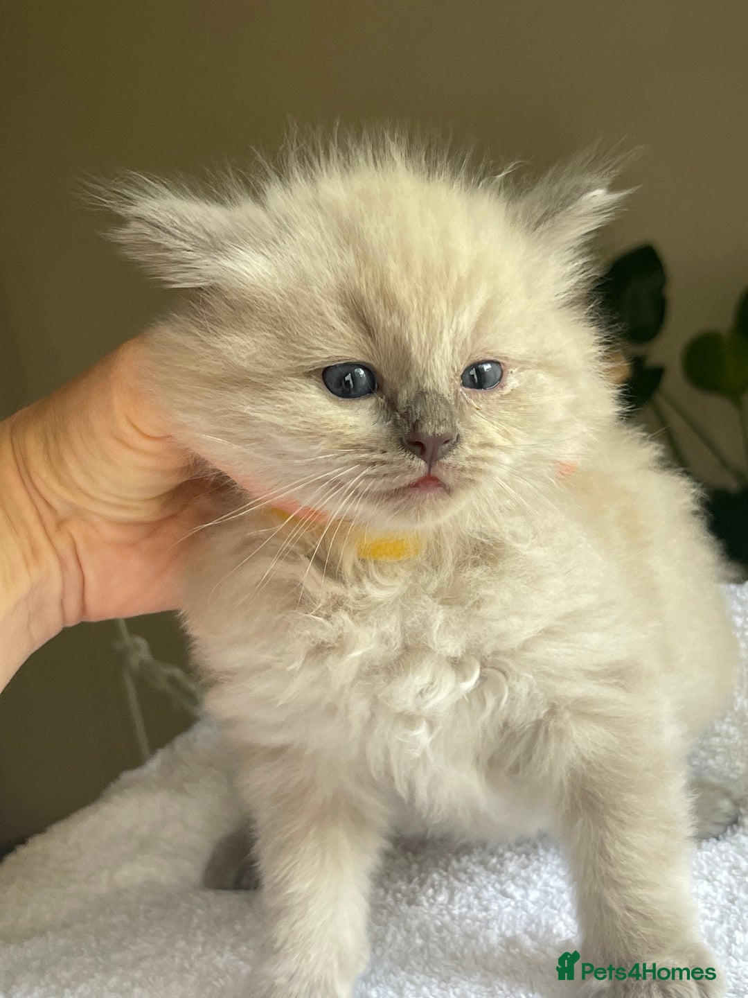 Ragdoll cats for sale: TICA registered pedigree Mink & blue point kittens - Image 27