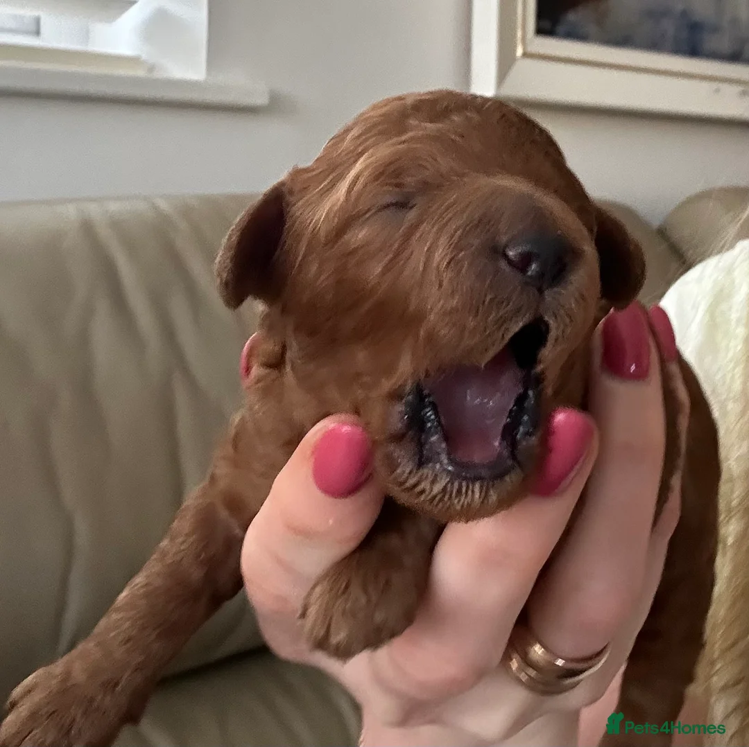 Miniature Poodle dogs for sale: Kc registered Red miniature poodles - Advert 2