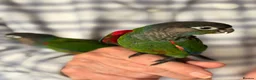 Conures birds for sale: Hand-reared Pearly Conure Chicks  - Advert 1