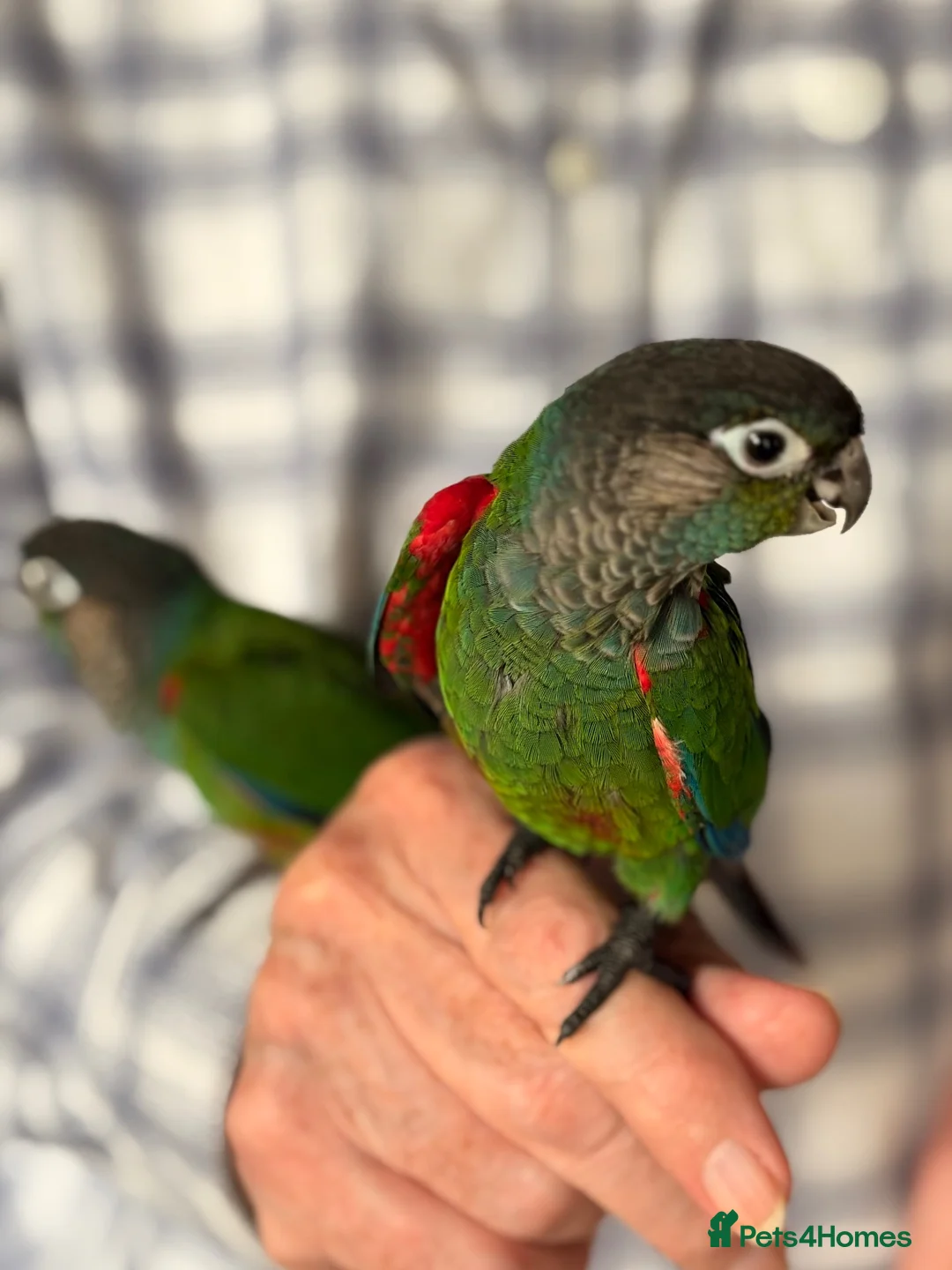 Conures birds for sale: Hand-reared Pearly Conure Chicks  - Advert 1