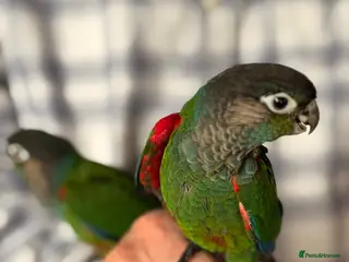 Conures birds Hand-reared Pearly Conure Chicks - Advert 2