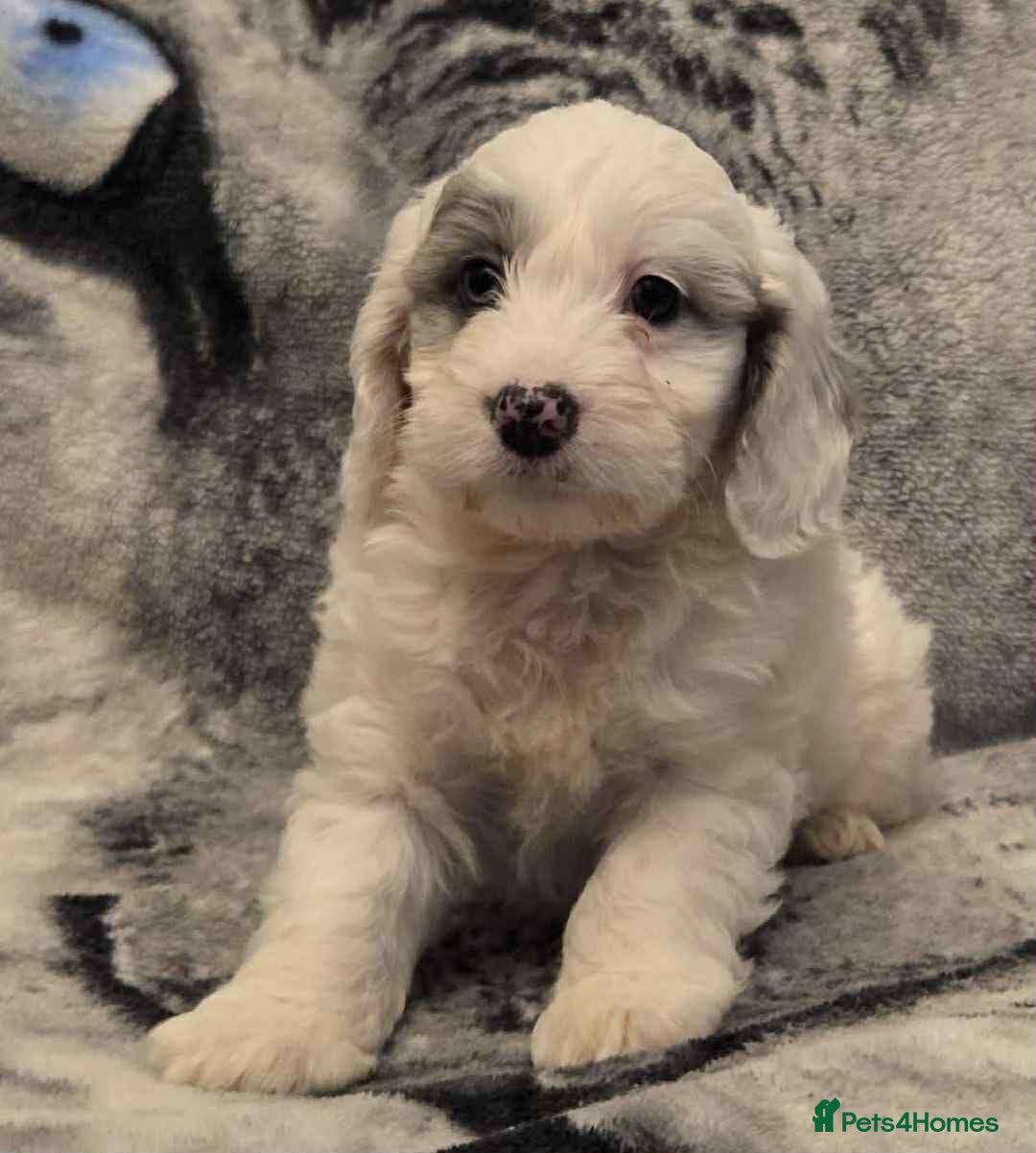 Cockapoo dogs for sale: F1 Merle cockerpoo  - Advert 8