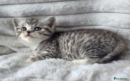 British Shorthair cats for sale: Gorgeous British Short-hair cross Kittens  - Image 4