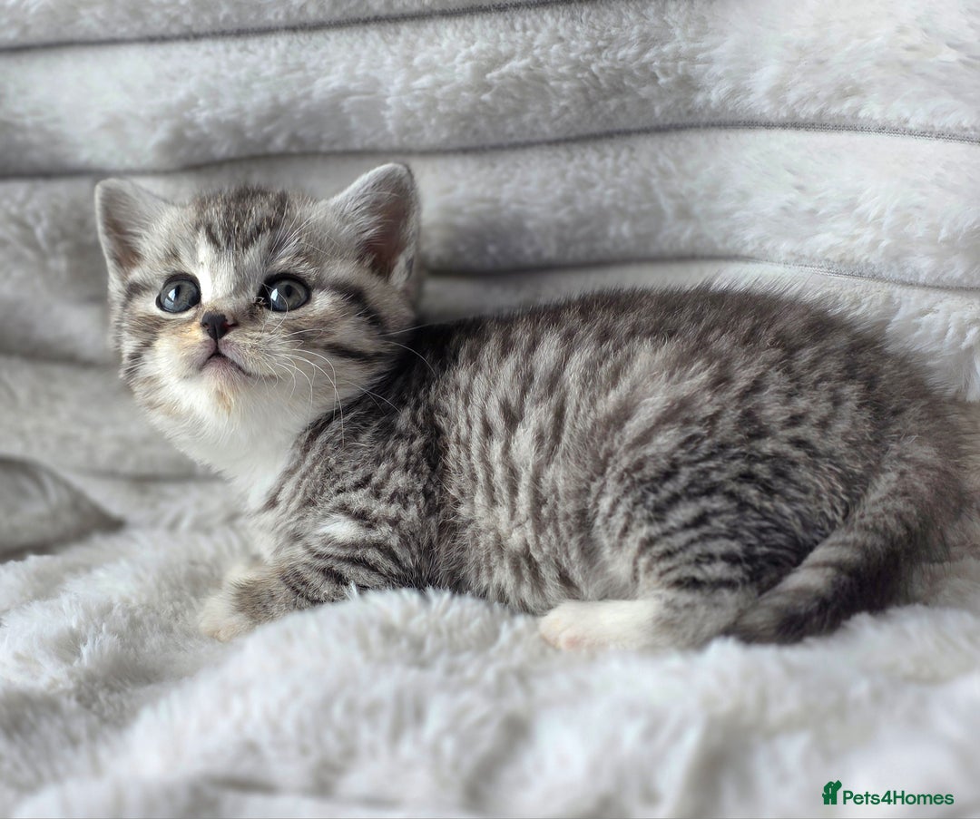 British Shorthair cats for sale: Gorgeous British Short-hair cross Kittens  - Image 4