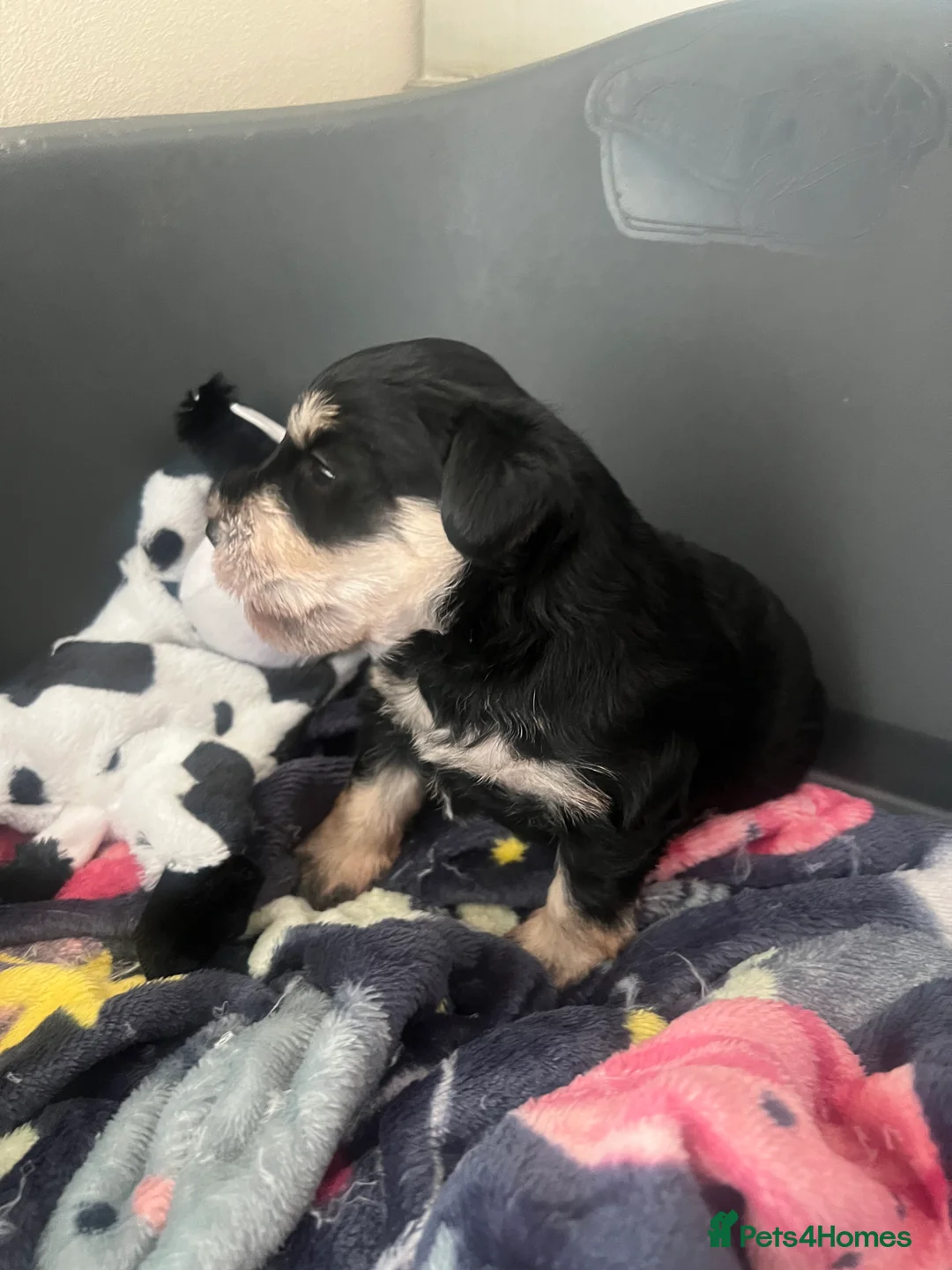 Schnoodle dogs for sale: 💙🐾Stanley🐾💙 The Schnauzer/Schnoodle🐾💙 - Advert 26