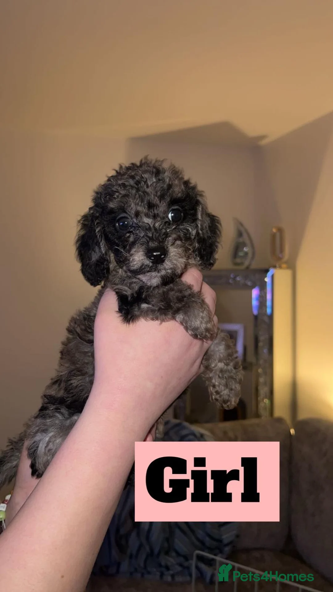 Cockapoo dogs for sale: F1b cockerpoo  - Advert 4