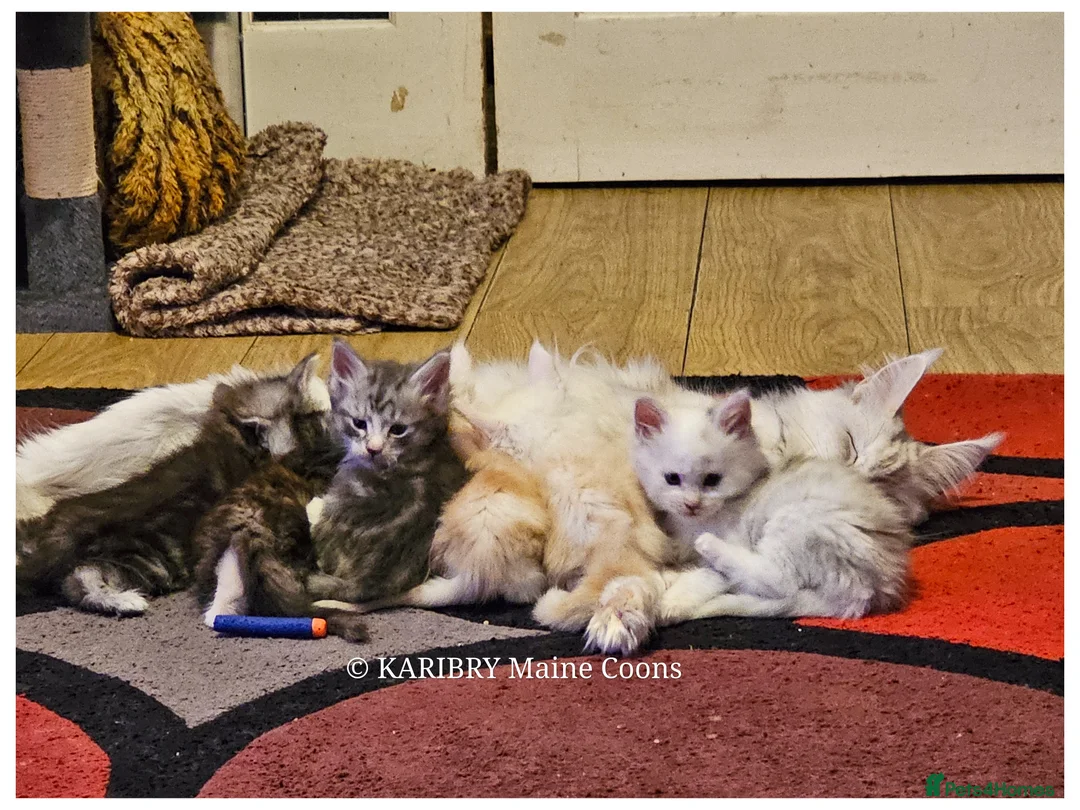 Maine Coon cats for sale: ACTIVE TICA Registered Shaded & Shaded lines - Advert 2