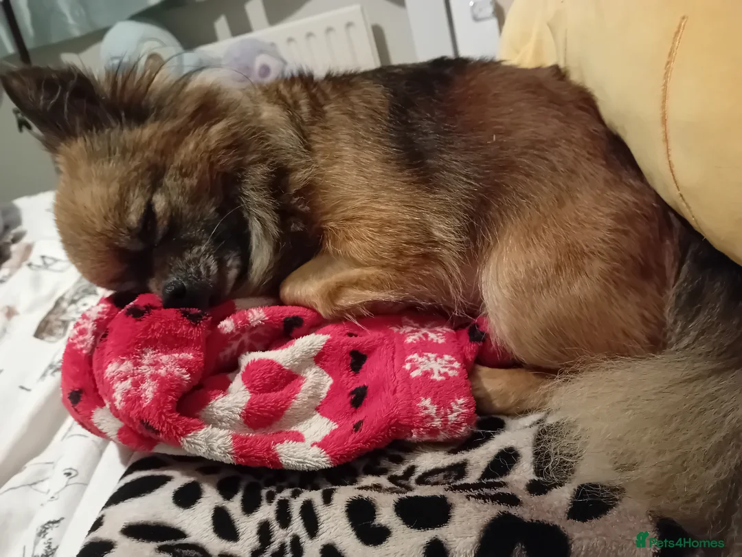 Pomeranian dogs for sale: 7 year female pomeranian  - Advert 4