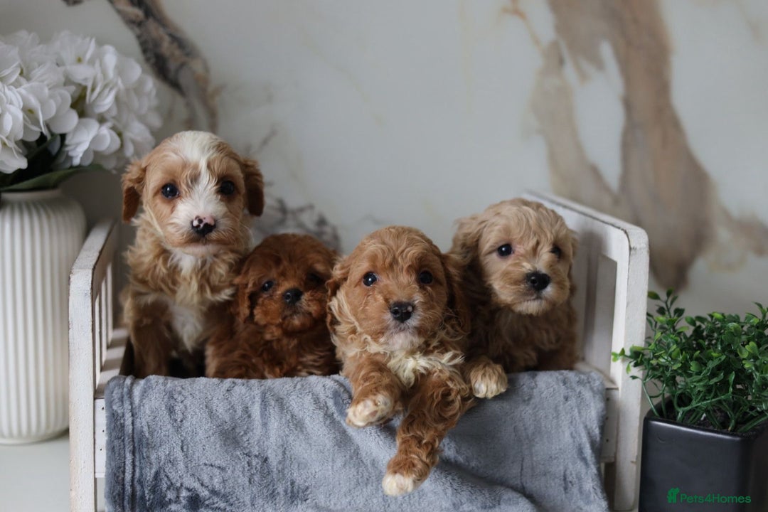 Cavapoo dogs for sale: F1 Cavapoos Ready 22nd December 🐾💕 - Advert 1