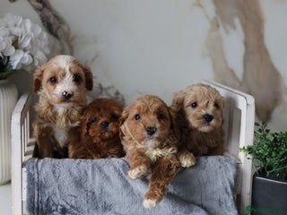 Cavapoo dogs F1 Cavapoos Ready 22nd December 🐾💕 - Advert 2
